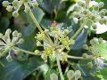 fiore