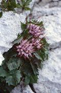 fiore