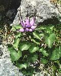 pianta