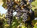 frutto