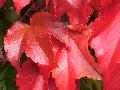 fiore