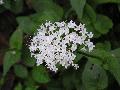 fiore
