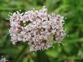 fiore