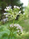fiore