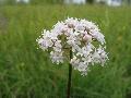fiore