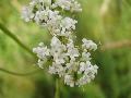 fiore