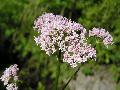 fiore