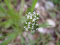 fiore fiore