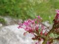 fiore