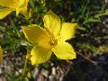 Linum flavum L. subsp. flavum BIOLVEG