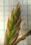 Festuca calva (Hack.) K.Richt. BIOLVEG