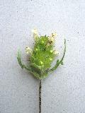 fiore