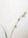 fiore