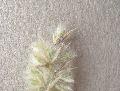 fiore