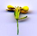 fiore
