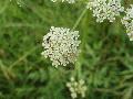 Peucedanum cervaria (L.) Lapeyer s.l. BIOLVEG