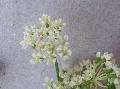 fiore