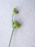 frutto