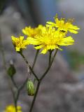 fiore