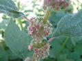 fiore