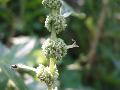 fiore