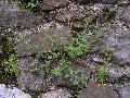 pianta
