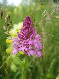 Anacamptis pyramidalis (L.) Rich. BIOLVEG