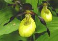 Cypripedium calceolus L. BIOLVEG