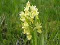 Dactylorhiza sambucina (L.) Soo BIOLVEG