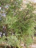 pianta