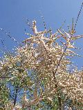 fiore