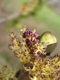 Fraxinus excelsior L. subsp. excelsior BIOLVEG