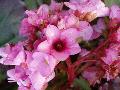 Bergenia crassifolia (L.) Fritsch BIOLVEG