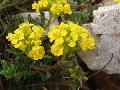 fiore