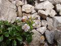 fiore