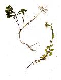 pianta