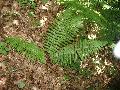 pianta