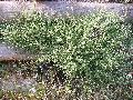 pianta