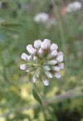 fiore