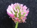fiore