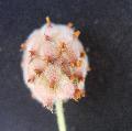 particolare