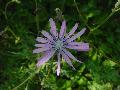 Lactuca perennis L. BIOLVEG