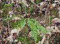 pianta