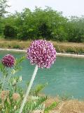 fiore fiore