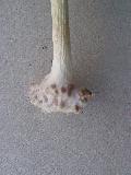 fusto ipogeo fusto ipogeo