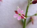 Circaea lutetiana L. susbsp. lutetiana BIOLVEG