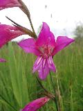 Gladiolus illyricus W.D.J.Koch BIOLVEG