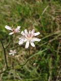 Crepis slovenica Holub BIOLVEG