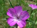 fiore fiore