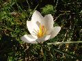 Crocus weldenii Hoppe et Furnr. BIOLVEG